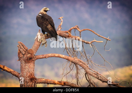 L'Espagnol L'aigle impérial (Aquila adalberti) on tree branch avec lapin proie. Banque D'Images