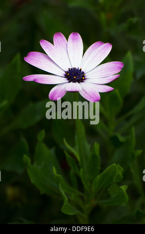 Belle Rose zinnia dans la lumière du soleil du matin. Banque D'Images