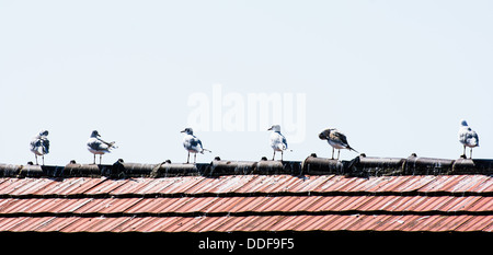 Seagulls standing in a row sur un toit. Banque D'Images