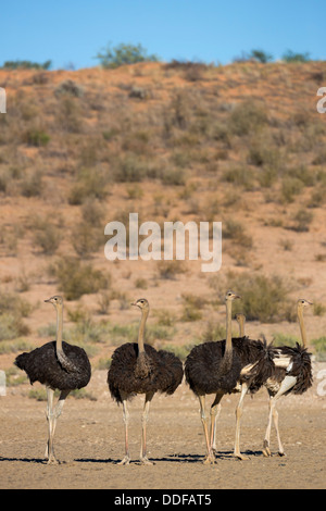 Les autruches (Struthio camelus) Kgalagadi Transfrontier Park, Afrique du Sud, janvier 2013 Banque D'Images