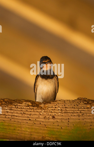 Swallow (Hirundo rustica) perché sur poutre infestée woodworm golf polo dans ancienne grange à golden morning light Banque D'Images