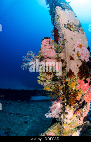 Coraux mous et durs poussent sur le mât d'une épave sous-marine Banque D'Images
