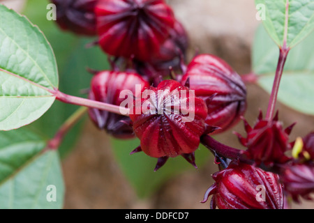 Fruit de l'Hibiscus sabdariffa Banque D'Images