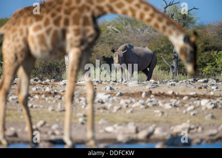 Le rhinocéros noir (Diceros bicornis), avec Girafe Girafe (camelopardalis) à l'eau dans le parc national d'Etosha, Namibie, Mai 2013 Banque D'Images