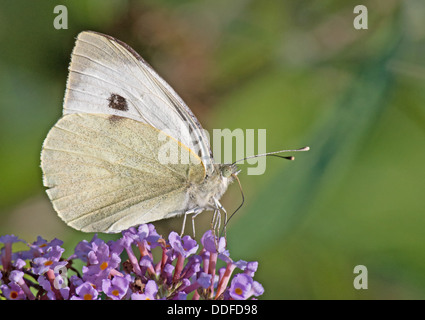 Grande Femme White-Pieris brassicae papillon. Uk Banque D'Images