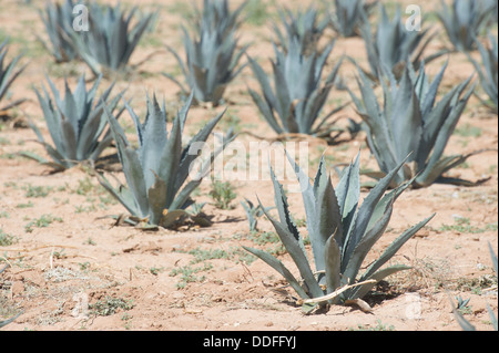 Des parcelles d'agave dans le domaine Maricopa, Arizona Banque D'Images