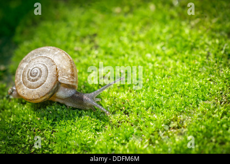 Escargot ramper sur la mousse dans le jardin au printemps Banque D'Images