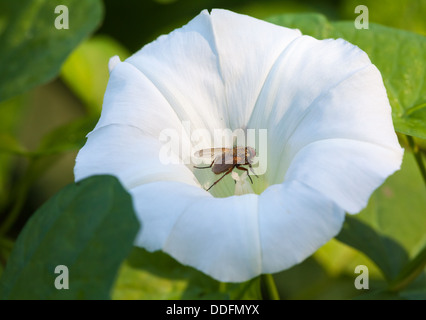 Grandes fleurs des champs Banque D'Images