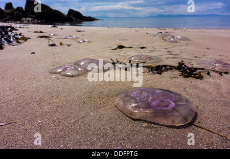 Méduse pourpre échoués sur une plage de sable déserte, mer et ciel, Gairloch, nord-ouest de l'Ecosse Banque D'Images