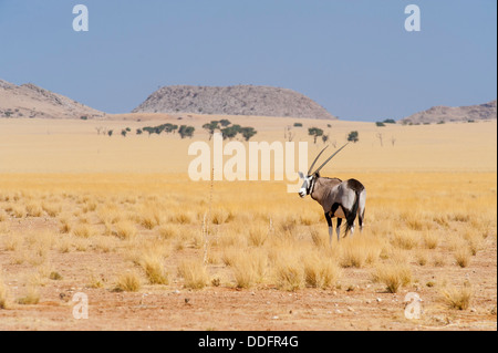 Gemsbok (Oryx gazella) debout sur une plaine d'herbe sèche, la Namibie Banque D'Images