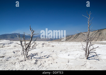 Mammoth Hot Springs terrasses dans le Parc National de Yellowstone Banque D'Images