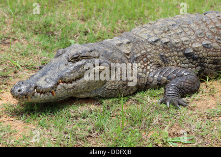 Crocodile du Nil Crocodylus niloticus Banque D'Images