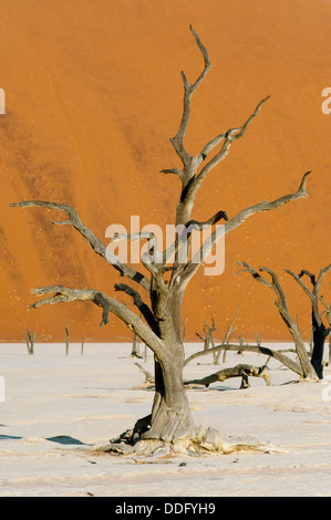 Dead Vlei à Sossusvlei paysage avec dead acacia arbres et dunes de sable rouge Namibie Namib Naukluft Park Banque D'Images