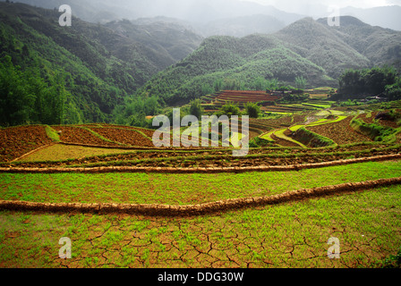 Les rizières en terrasses de Sapa, Vietnam Banque D'Images