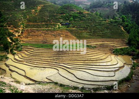 Les rizières en terrasses de Sapa, Vietnam Banque D'Images