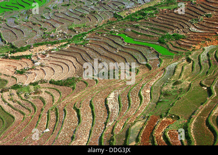 Les rizières en terrasses de Sapa, Vietnam Banque D'Images