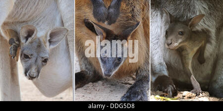 Un jeune kangourou rouge, un marais et un wallaby wallaby à cou rouge (L-R) sont illustrés au zoo de Hanovre, Allemagne, le 27 août 2013. Le bébé trois kangourous et wallabies devraient quitter la poche de leur mère, à certaines occasions, dans le jours à venir. Photo : Holger Hollemann Banque D'Images