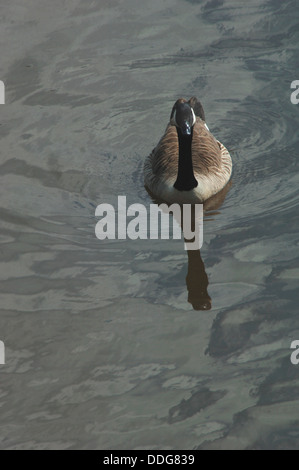 Bernache du Canada (Branta canadensis)} { Banque D'Images