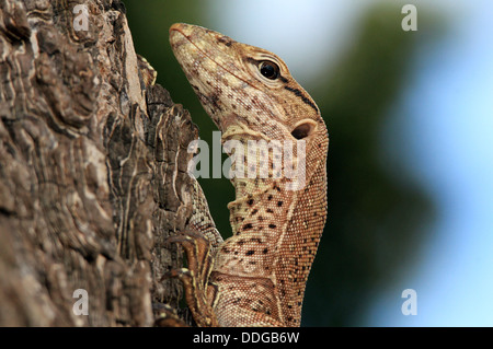 Close-up d'un jeune moniteur de terrain (Varanus Bengalensis), Parc national de Yala, au Sri Lanka Banque D'Images