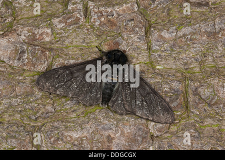 Truffée d'amphibien, Birkenspanner Birken-Spanner, Biston betularia, f. carbonaria, betularius Amphidasis Biston betularia, géomètres, Banque D'Images