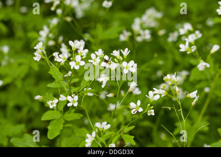 Grand-Amer cress, Grand Bittercress Schaumkraut Bitter-Schaumkraut Bitteres,,, Bitterkresse Wildkresse, Cardamine amara, Banque D'Images