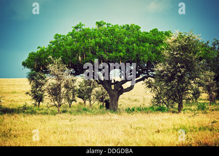 Arbre Kigelia africana (saucisse) dans le Serengeti, Tanzanie. Banque D'Images