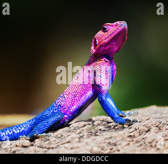 La tête plate de Mwanza (Agama agama mwanzae) lizard on a rock in The Serengeti, Tanzania, Africa Banque D'Images