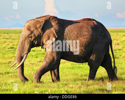 L'éléphant africain (Loxodonta africana) portrait dans le Parc national Amboseli, vallée du Rift, Kenya, Africa Banque D'Images