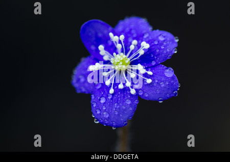 Hepatica commune libre. Photo prise sur l'île de Oland en Suède. Banque D'Images