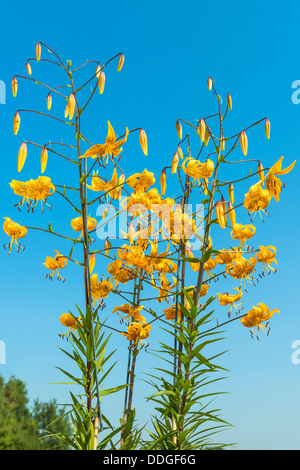 Tiger Lily fleurs jaunes sur fond de ciel bleu Banque D'Images