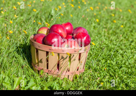 Les pommes fraîchement cueillies dans un demi-boisseau. Banque D'Images