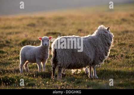 Moutons et agneaux, Aswan Shetland ; Royaume-Uni ; Banque D'Images