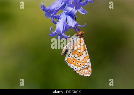 Marsh Fritillary Butterfly Euphydryas aurinia ; ; ; Printemps ; UK Bluebell sur Banque D'Images