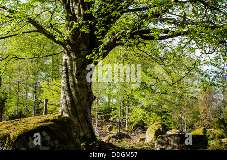 Vieux Chêne et une roche moussue au printemps dans une forêt de feuillus suédois Banque D'Images