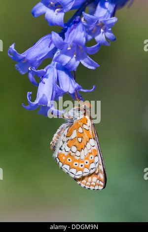 Marsh Fritillary Butterfly Euphydryas aurinia ; ; ; Printemps ; UK Bluebell sur Banque D'Images