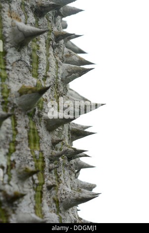 Un plan macro d'épines sur une écorce d'arbre isolé sur blanc Banque D'Images