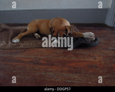 Boxer chiot dormir sur une chaussure Banque D'Images