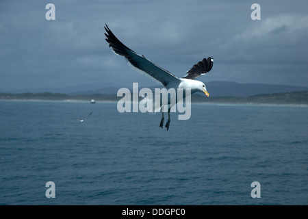 Cap Gull Banque D'Images