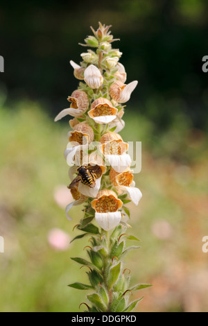 La digitale laineuse ou Grecian Foxglove (Digitalis lanata). Parc National Balkan Central. La Bulgarie. Banque D'Images