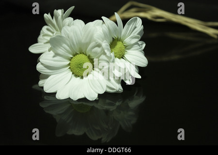 Trois fleurs marguerites sur fond noir et de réflexions. Banque D'Images