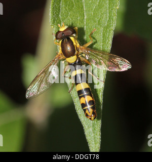 Hoverfly (Sphaerophoria scripta long) Banque D'Images