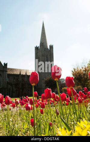 La Cathédrale Saint Patrick à Dublin, également connu sous le nom de la Cathédrale Nationale et collégiale de Saint Patrick, à Dublin. Banque D'Images