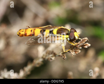 Hoverfly (Sphaerophoria scripta long) Banque D'Images