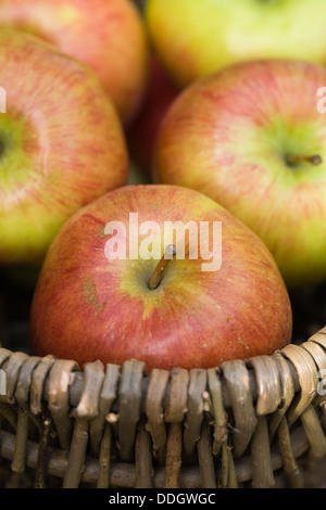 Malus domestica. Des pommes dans un panier. Banque D'Images