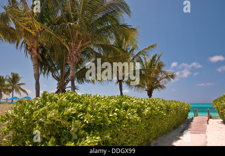 Chemin bordé de palmiers de la plage de Grace Bay, Providenciales, Turks & Caicos Banque D'Images