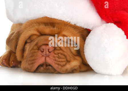 Santa - chiot dogue de Bordeaux puppy wearing santa hat - 4 semaines Banque D'Images