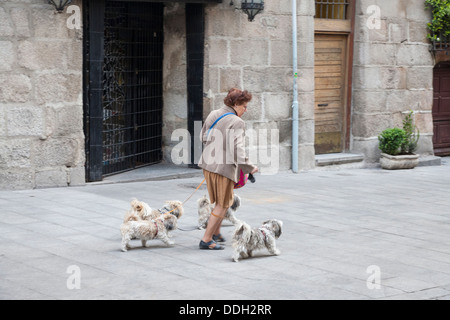 Young woman walking quatre Shih Tzu chiens près de la Plaza Mayor - Los Austrias, Madrid, Communauté de Madrid, Espagne Banque D'Images