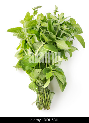 Bouquet de menthe isolé sur fond blanc Banque D'Images