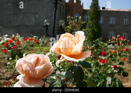 Roses colorées dans le jardin. Banque D'Images