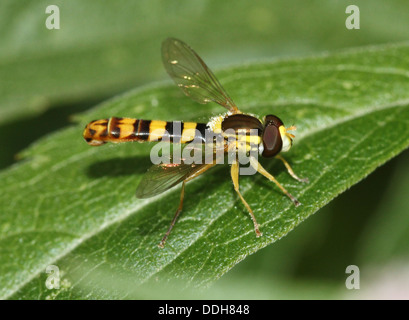 Hoverfly (Sphaerophoria scripta long) Banque D'Images